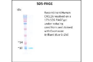 SDS-PAGE (SDS) image for Chemokine (C-X-C Motif) Ligand 16 (CXCL16) (Active) protein (ABIN5509776) (CXCL16 蛋白)