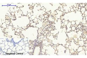 Immunohistochemical analysis of paraffin-embedded rat lung tissue. (MEK1/2 抗体)