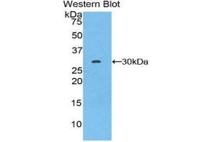 Western Blotting (WB) image for anti-Von Willebrand Factor A Domain Containing 1 (VWA1) (AA 42-289) antibody (ABIN1860951) (VWA1 抗体  (AA 42-289))