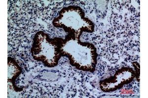 Immunohistochemistry (IHC) analysis of paraffin-embedded Mouse Lung, antibody was diluted at 1:100. (DPYD 抗体  (Internal Region))