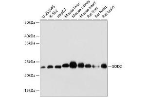 Western blot analysis of extracts of various cell lines, using SOD2 antibody (ABIN7270638) at 1:1000 dilution. (SOD2 抗体)