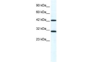 Western Blotting (WB) image for anti-DEAD (Asp-Glu-Ala-Asp) Box Polypeptide 39A (DDX39) antibody (ABIN2461346) (DDX39 抗体)