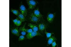 IF analysis of FKBP135/FKBP15 using anti-FKBP135/FKBP15 antibody (ABIN7600397). (FKBP15 抗体  (AA 19-1210))