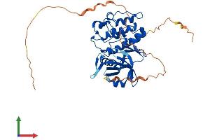 AlphaFold protein structure predicition of Mouse Recombinant Pim2 Protein, UniprotID Q62070