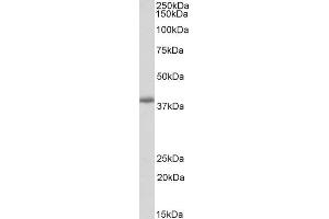 ABIN5539902 (0. (PDLIM2 抗体  (Internal Region))