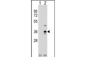 Western blot analysis of COLEC11 (arrow) using rabbit polyclonal COLEC11 Antibody (N-term) (ABIN390822 and ABIN2841053). (COLEC11 抗体  (N-Term))