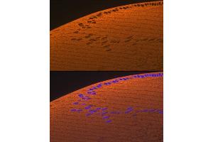 Immunofluorescence analysis of rat eye using CRYAA Rabbit mAb (ABIN7266527) at dilution of 1:100 (40x lens). (CRYAA 抗体)