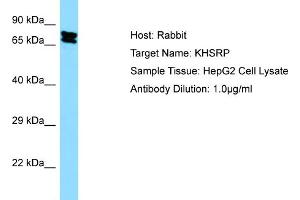 Western Blotting (WB) image for anti-KH-Type Splicing Regulatory Protein (KHSRP) (Middle Region) antibody (ABIN2778858)