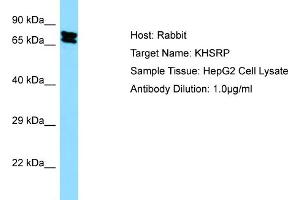 WB Suggested Anti-KHSRP Antibody Titration:  0. (KHSRP 抗体  (Middle Region))