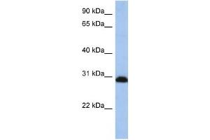 Western Blotting (WB) image for anti-Proteasome (Prosome, Macropain) 26S Subunit, Non-ATPase, 8 (PSMD8) antibody (ABIN2459182) (PSMD8 抗体)