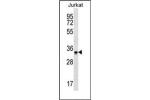 Western blot analysis of OR2G6 Antibody (N-term) in Jurkat cell line lysates (35ug/lane). (OR2G6 抗体  (N-Term))
