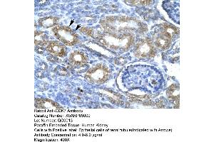 Human kidney (CDK7 抗体  (C-Term))
