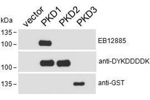 HEK293 lysate overexpressing Human DYKDDDDK-tagged PKD1, Human DYKDDDDK-tagged PKD2 or Human GST-tagged PKD3 probed with ABIN5539575 (0. (PKC mu 抗体  (AA 233-246))