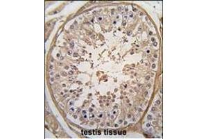 Formalin-fixed and paraffin-embedded human testis tissue reacted with PGK2 Antibody (N-term) (ABIN391251 and ABIN2841311) , which was peroxidase-conjugated to the secondary antibody, followed by DAB staining. (PGK2 抗体  (N-Term))