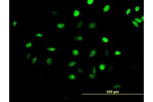 Immunofluorescence of purified MaxPab antibody to CENPH on HeLa cell. (CENPH 抗体  (AA 1-247))