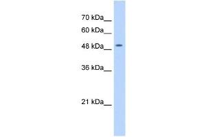 NARG1L antibody used at 0.