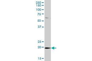 DUSP21 MaxPab polyclonal antibody. (DUSP21 抗体  (AA 1-190))