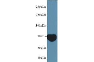 Detection of MIB2 in Mouse Serum using Polyclonal Antibody to Mindbomb Homolog 2 (MIB2) (MIB2 抗体  (AA 546-784))