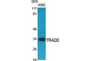 Western Blot (WB) analysis of specific cells using TRADD Polyclonal Antibody. (TRADD 抗体  (C-Term))