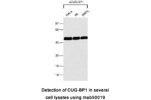 Image no. 2 for anti-CUGBP, Elav-Like Family Member 1 (CELF1) antibody (ABIN1721765)