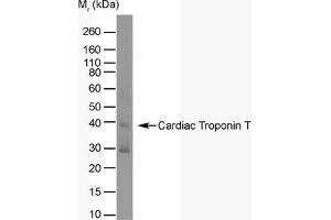 Western Blotting (WB) image for anti-Cardiac Troponin T (cTnT) antibody (ABIN180977) (Cardiac Troponin T2 抗体)