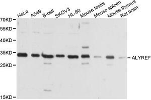 Western blot analysis of extracts of various cell lines, using ALYREF antibody. (THO Complex 4 抗体)