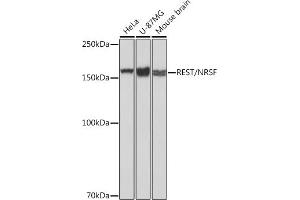 Western blot analysis of extracts of various cell lines, using REST/NRSF Rabbit mAb (ABIN7269883) at 1:1000 dilution. (REST 抗体)