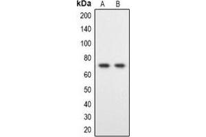 Western blot analysis of DYRK1B expression in Hela (A), HT1080 (B) whole cell lysates. (DYRK1B 抗体)