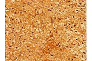 Immunohistochemistry of paraffin-embedded human adrenal gland tissue using ABIN7163206 at dilution of 1:100 (PIGA 抗体  (AA 443-484))