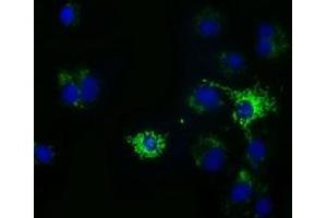Anti-HIBCH mouse monoclonal antibody (ABIN2453122) immunofluorescent staining of COS7 cells transiently transfected by pCMV6-ENTRY HIBCH (RC209814). (HIBCH 抗体)