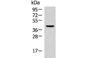 Western blot analysis of 293T cell lysate using KLF6 Polyclonal Antibody at dilution of 1:800 (KLF6 抗体)