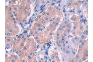 Detection of UMODL1 in Mouse Kidney Tissue using Polyclonal Antibody to Uromodulin Like Protein 1 (UMODL1) (UMODL1 抗体  (AA 34-306))