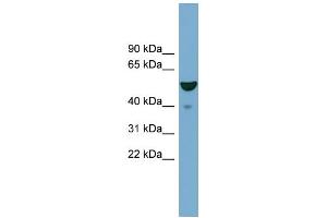WB Suggested Anti-FBXO9 Antibody Titration:  0. (FBXO9 抗体  (Middle Region))