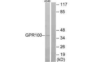 Western blot analysis of extracts from A549 cells, using GPR100 antibody. (RXFP4 抗体  (C-Term))