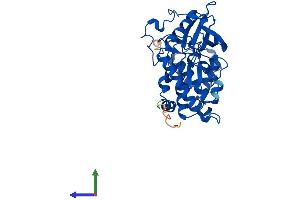 Protein Structure (PS) image for Casein Kinase 2, alpha Prime Polypeptide (CSNK2A2) (AA 1-350) protein (His tag) (ABIN7562427)