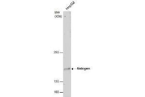 WB Image Nidogen antibody detects Nidogen protein by western blot analysis. (Nidogen 1 抗体)