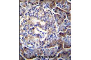 HIP1R Antibody immunohistochemistry analysis in formalin fixed and paraffin embedded human pancreas tissue followed by peroxidase conjugation of the secondary antibody and DAB staining. (HIP1 抗体  (N-Term))