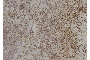 ABIN6277191 at 1/100 staining Rat spleen tissue by IHC-P. (Histone 3 抗体  (N-Term))