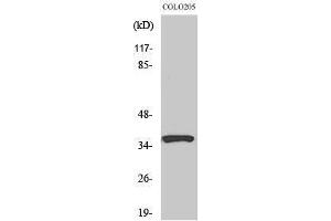 Western Blotting (WB) image for anti-Ras Association (RalGDS/AF-6) Domain Family Member 4 (RASSF4) (Internal Region) antibody (ABIN3186696) (RASSF4 抗体  (Internal Region))