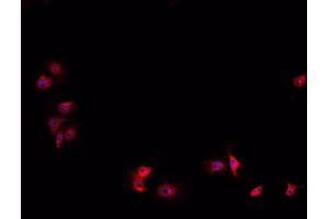 ABIN6267058 staining HeLa cells by IF/ICC. (HIF1A 抗体  (Internal Region))