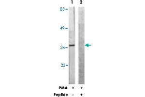 Western blot analysis of extracts from Jurkat cells, treated with PMA (125 ng/mL, 30 mins), using PEA15 polyclonal antibody . (PEA15 抗体  (Ser116))