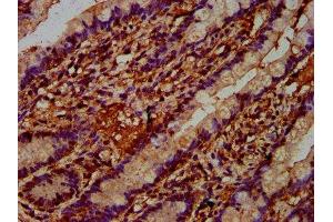 IHC image of ABIN7167562 diluted at 1:400 and staining in paraffin-embedded human small intestine tissue performed on a Leica BondTM system. (REG4 抗体  (AA 27-148))