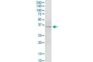 Western Blotting (WB) image for anti-Coagulation Factor III (thromboplastin, Tissue Factor) (F3) (AA 45-154) antibody (ABIN947845)
