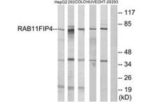 Western blot analysis of extracts from 293/COLO/HuvEc/HepG2/HT-29 cells, using RAB11FIP4 Antibody. (RAB11FIP4 抗体  (AA 452-501))