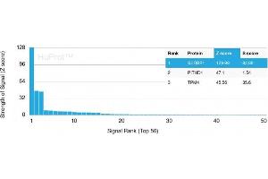 Analysis of Protein Array containing more than 19,000 full-length human proteins using PAI-RBP1 Mouse Monoclonal Antibody (SERBP1/3493). (SERBP1 抗体  (AA 3-139))