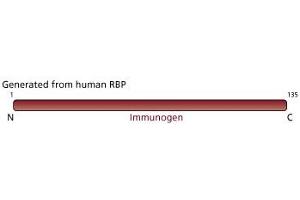 Image no. 3 for anti-Retinol Binding Protein 4, Plasma (RBP4) (AA 1-135) antibody (ABIN967847) (RBP4 抗体  (AA 1-135))