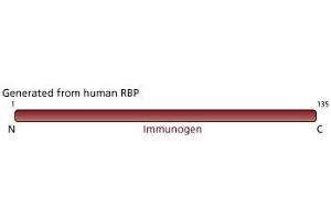 Image no. 3 for anti-Retinol Binding Protein 4, Plasma (RBP4) (AA 1-135) antibody (ABIN967847) (RBP4 抗体  (AA 1-135))