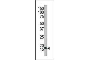 Western blot analysis of SUMO4 Antibody (Center) (ABIN388077 and ABIN2845831) in HepG2 cell line lysate. (SUMO4 抗体)