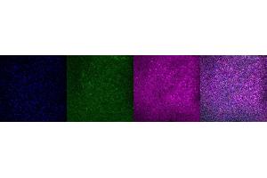 Immunohistochemistry (IHC) image for anti-Purkinje Cell Protein 4 (PCP4) antibody (ABIN7456266) (PCP4 抗体)