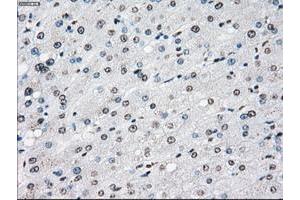 Image no. 1 for anti-P450 (Cytochrome) Oxidoreductase (POR) antibody (ABIN1497746) (POR 抗体)